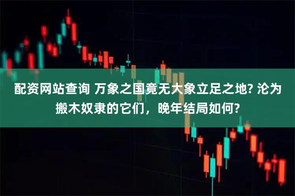 配资网站查询 万象之国竟无大象立足之地? 沦为搬木奴隶的它们，晚年结局如何?